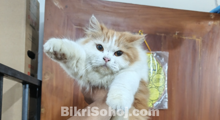 পার্শিয়ান  বিড়াল